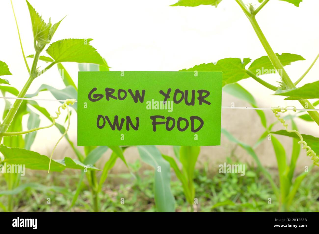 Bauen Sie Ihr eigenes Lebensmittelkonzept an. Gemüsegarten mit grünem Schild mit schriftlicher Nachricht und Kopierraum. Stockfoto