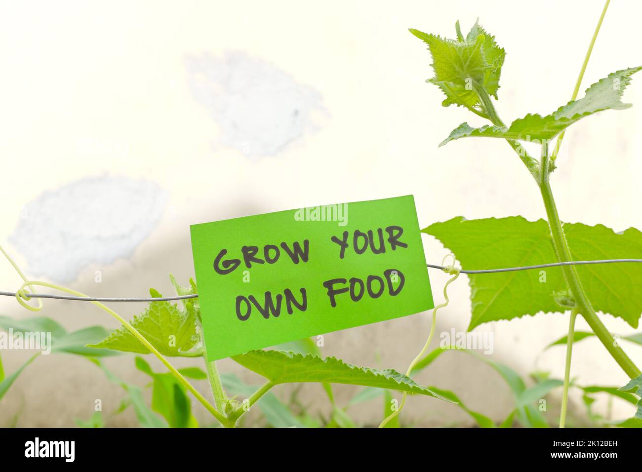 Bauen Sie Ihr eigenes Lebensmittelkonzept an. Gemüsegarten mit grünem Schild mit schriftlicher Nachricht und Kopierraum. Stockfoto