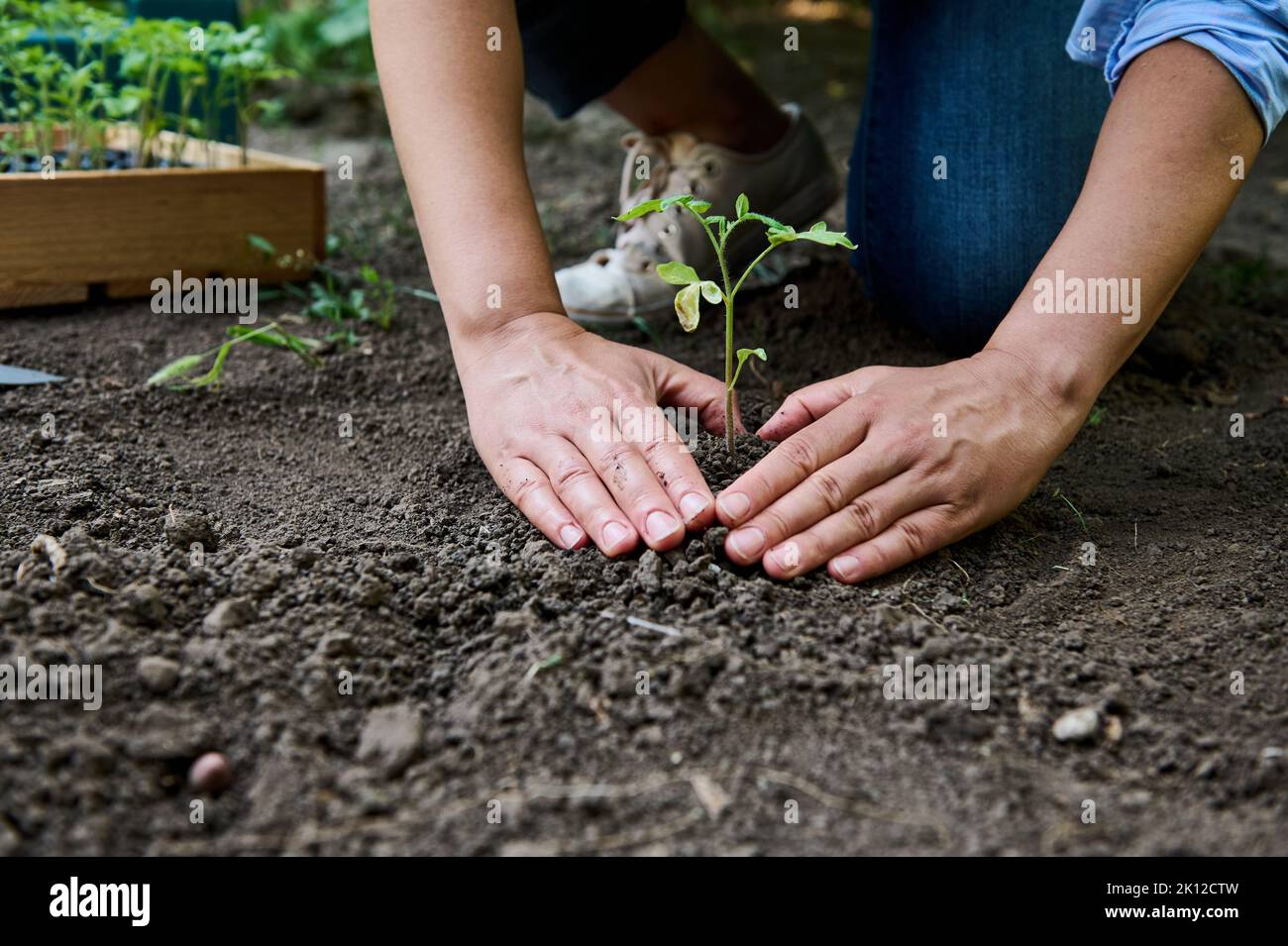 Nahaufnahme Landwirt Hände Pflanzen, um Tomatensämling in den Gemüsegarten Betten und Manipulation der Erde um die Pflanze zu Boden Stockfoto