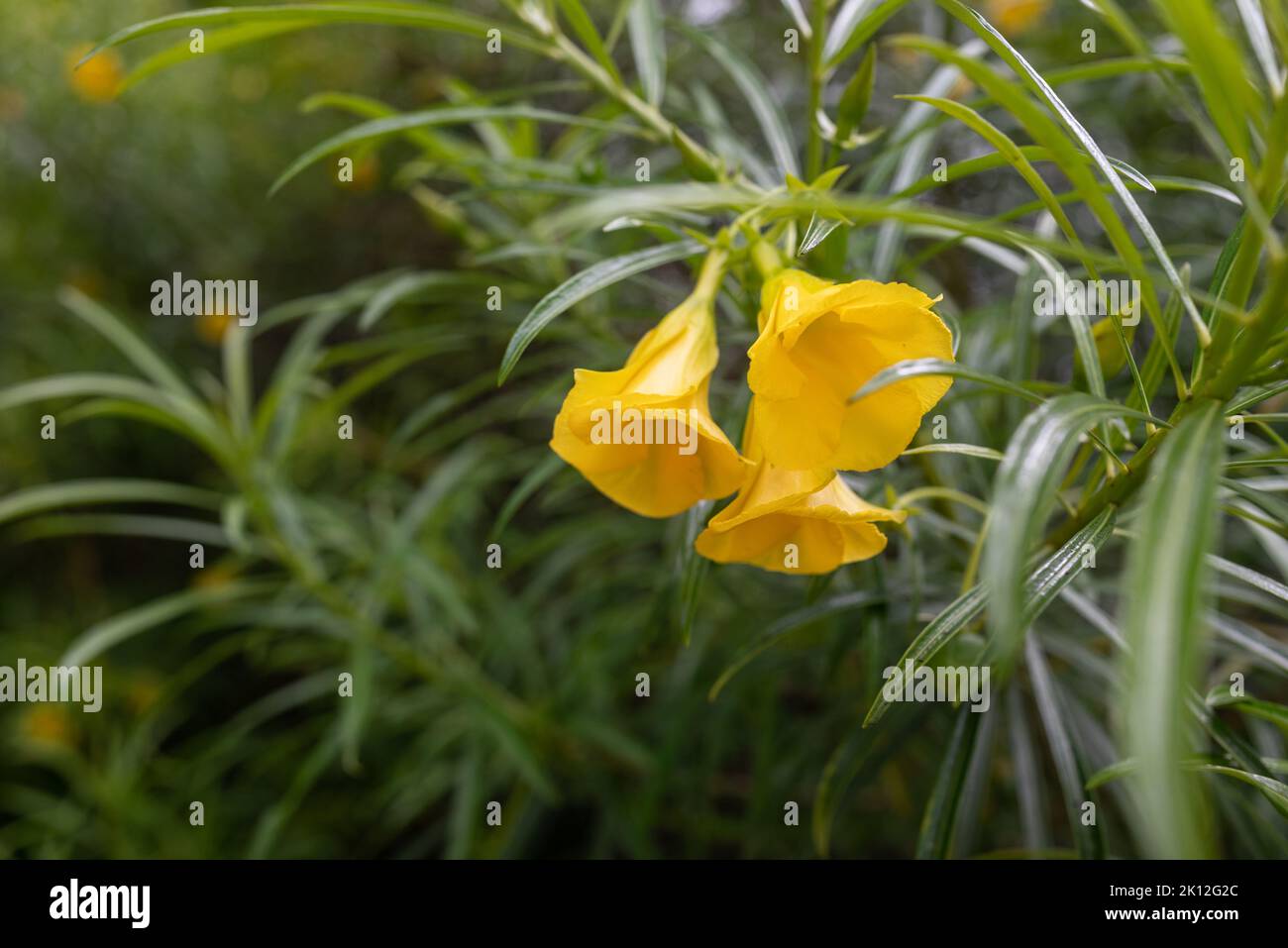 Bienenstille Baum oder Gelbe Oleander Blumen auf grünen Blättern Hintergrund Stockfoto