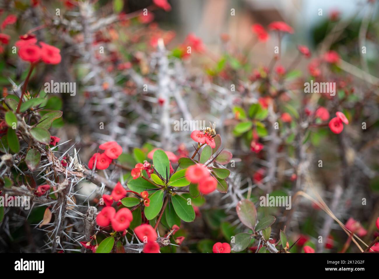 Verschwommener roter Blumenhintergrund der Dornenkrone Christuspflanze Stockfoto
