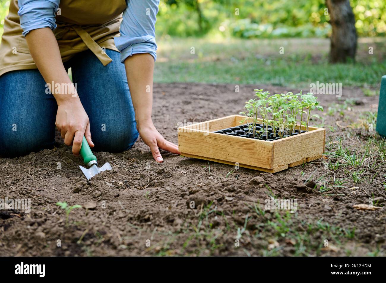 Nahaufnahme eines Bauern mit Gartenschaufel, der ein Loch in lockeren fruchtbaren Boden grub, um Gemüse auf offenem Feld zu Pflanzen Stockfoto