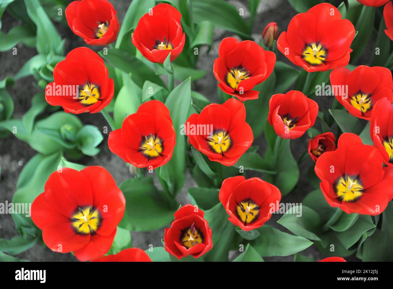 Triumph Tulpen (Tulipa) Red Label blühen im März in einem Garten Stockfoto
