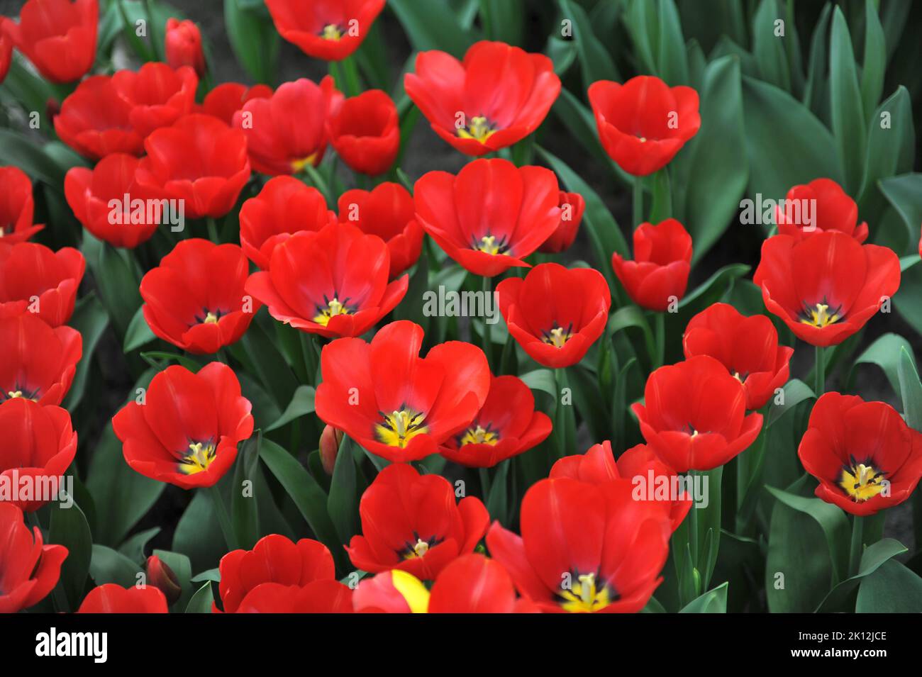 Triumph Tulpen (Tulipa) Red Label blühen im März in einem Garten Stockfoto