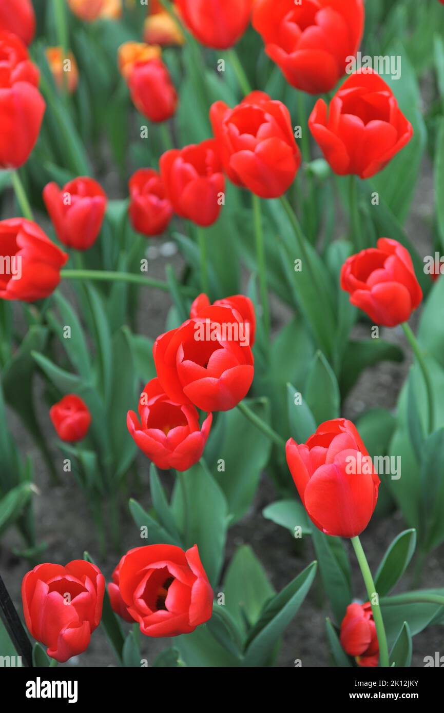 Triumph Tulpen (Tulipa) Rotlicht blüht im April in einem Garten Stockfoto