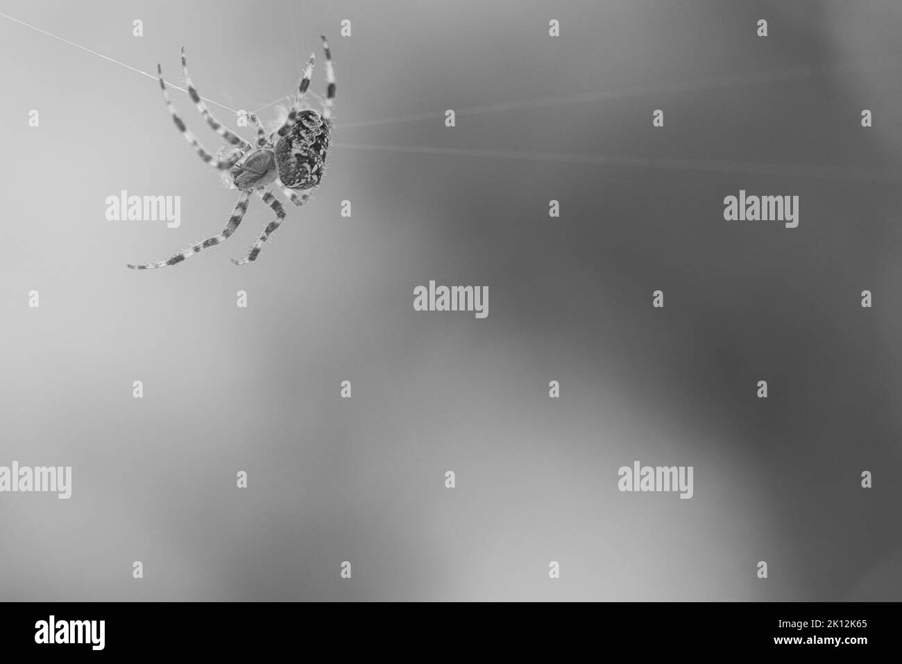 Kreuzspinne in schwarz-weiß geschossen, kriechend auf einem Spinnfaden. Halloween-Schrecken. Unscharfer Hintergrund. Ein nützlicher Jäger unter Insekten. Arachnid. Anim Stockfoto