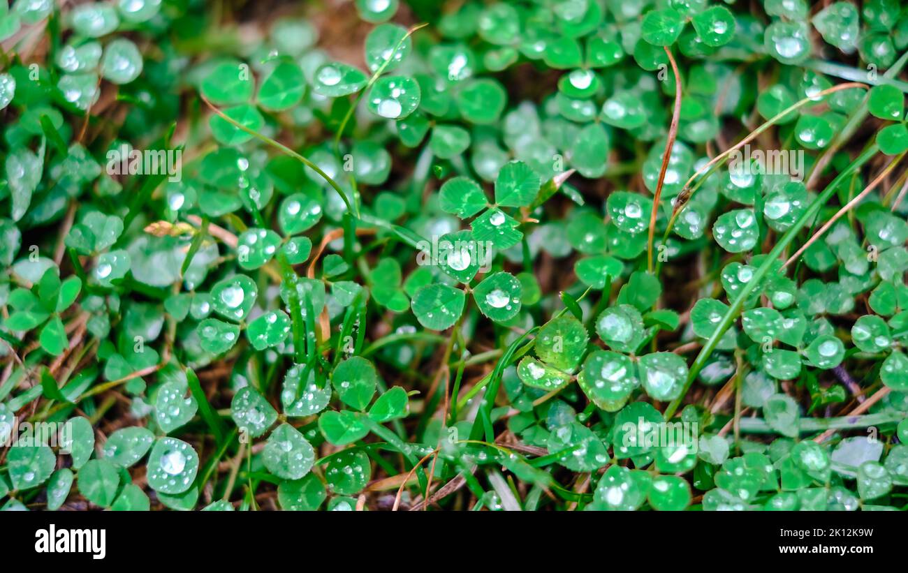 Nahaufnahme des Taus auf dem Gras bei regnerischem Wetter Stockfoto