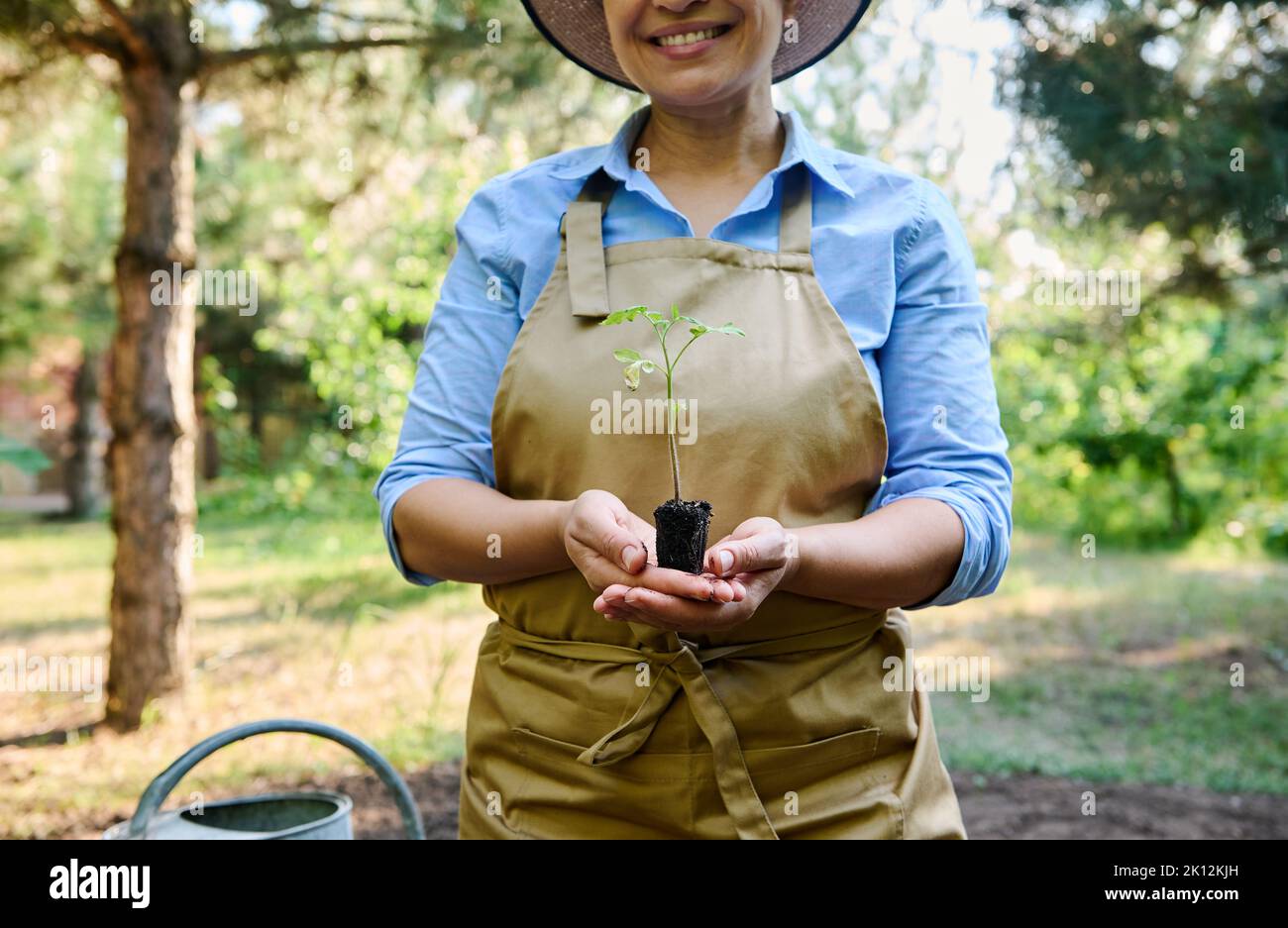 Nahaufnahme einer Landwirtin, Öko-Farmerin, die einen in Torftopf gewachsenen, gekeimten Tomatensämling mit Wurzeln in der Erde hält, Stockfoto