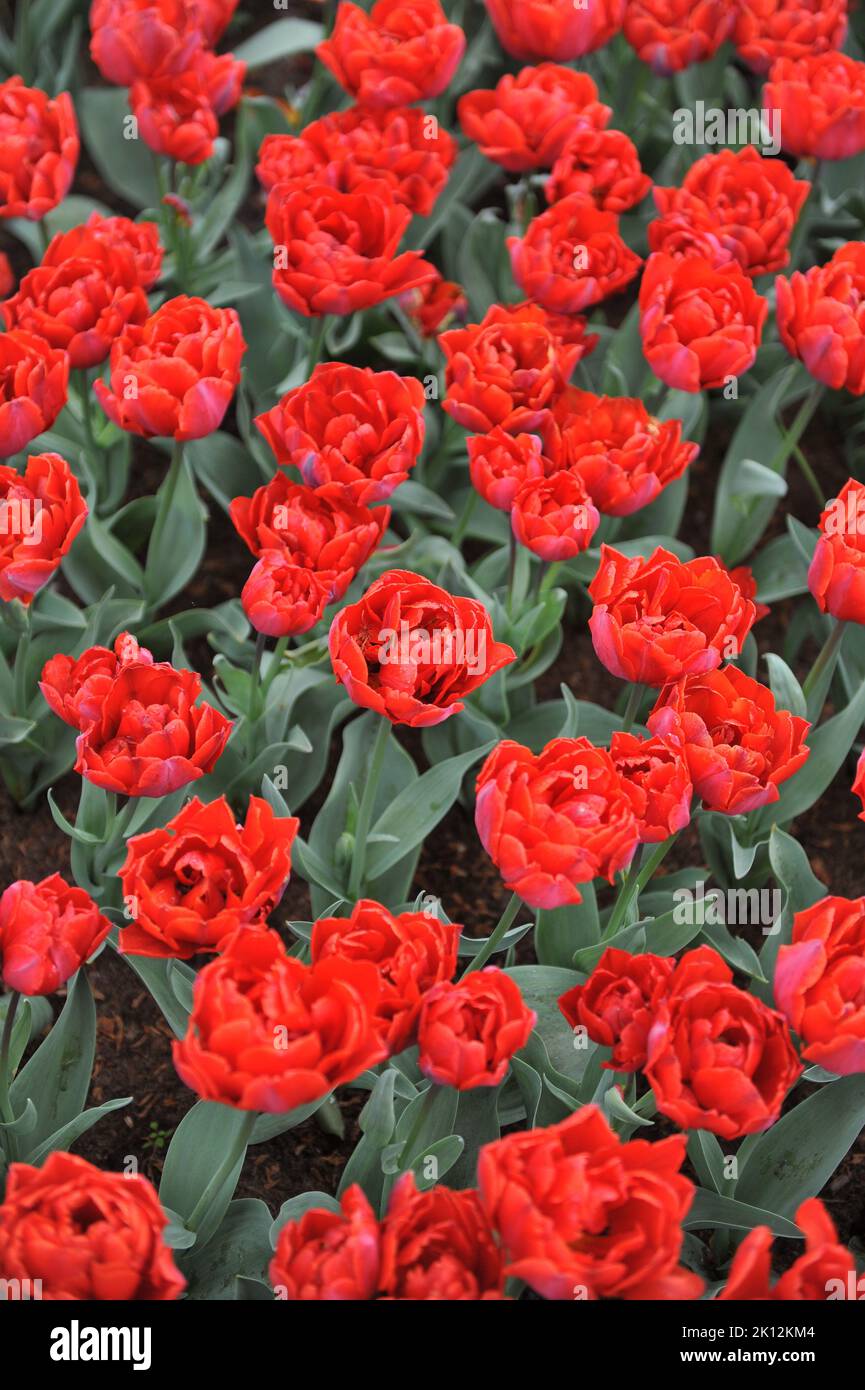 Im April erblühte Doppeltulpen (Tulipa) die Rote Prinzessin blüht in einem Garten Stockfoto