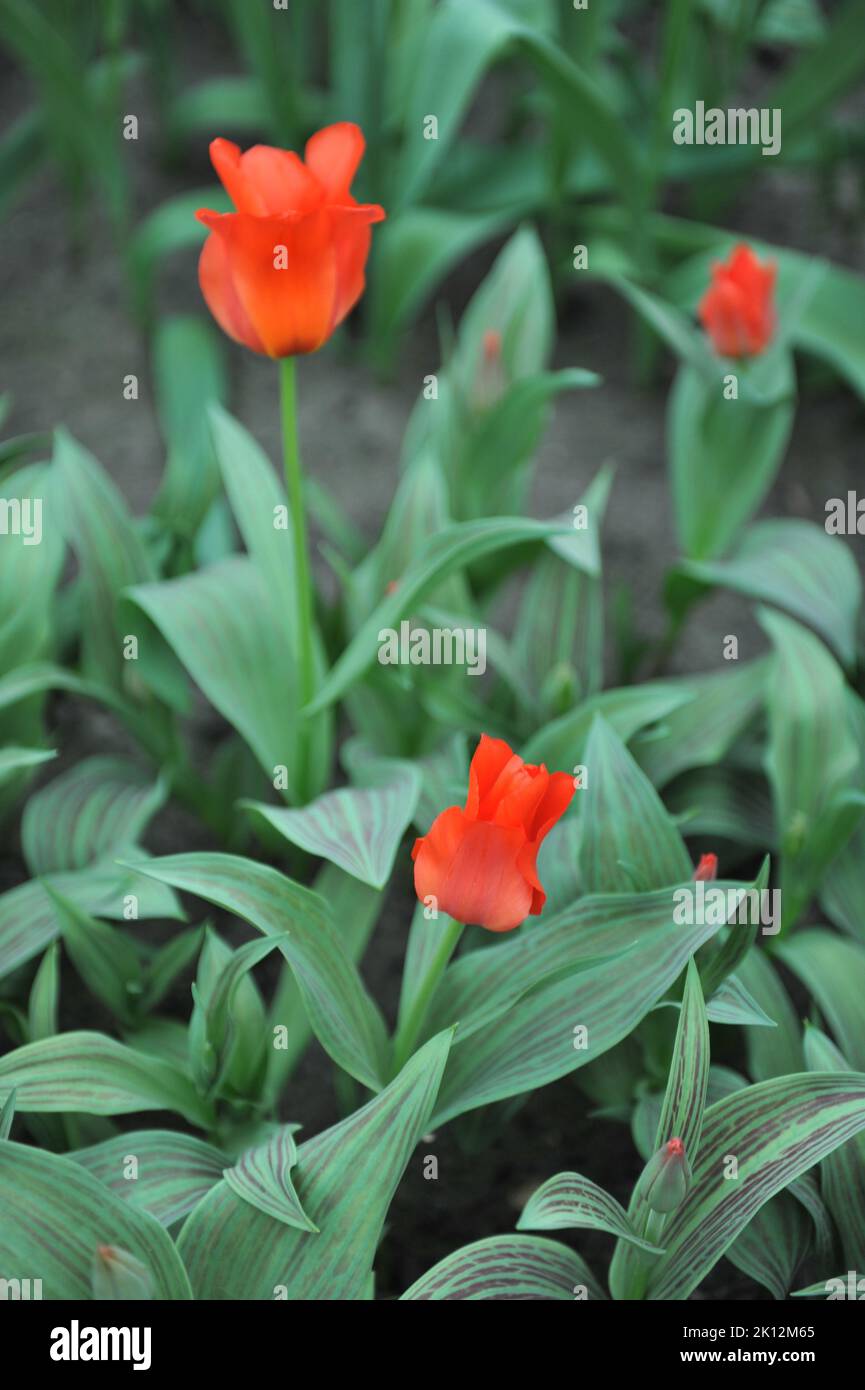 Greigii Tulpen (Tulipa) Rotkäppchen blühen im April in einem Garten Stockfoto