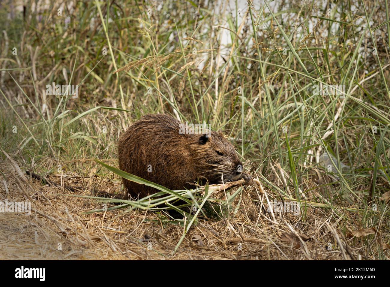 Nutria auf dem Gras in der Nähe eines Teiches im Natur- und Vogelpark Agamon Hula, Israel Stockfoto