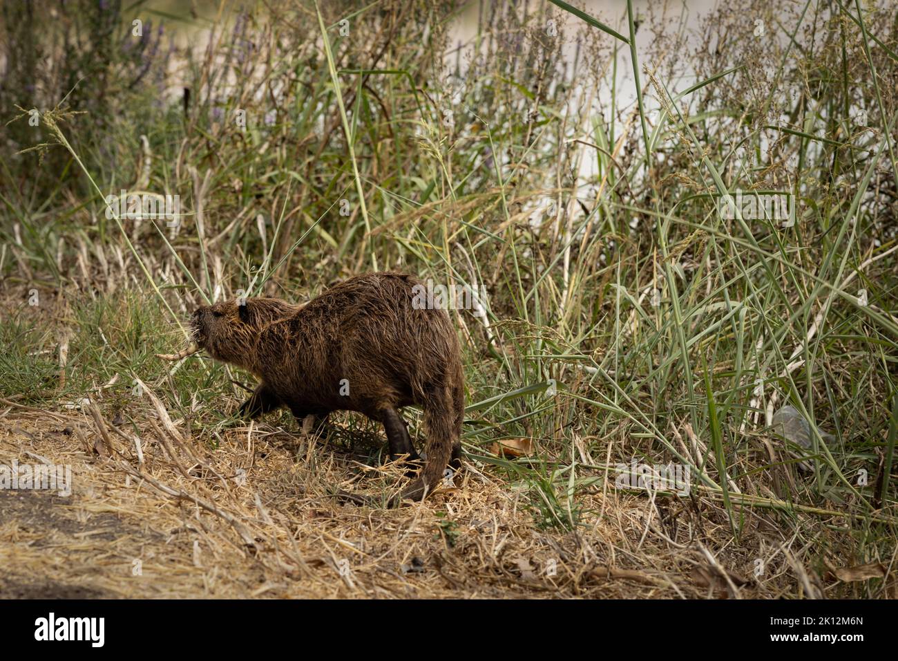 Nutria auf dem Gras in der Nähe eines Teiches im Natur- und Vogelpark Agamon Hula, Israel Stockfoto