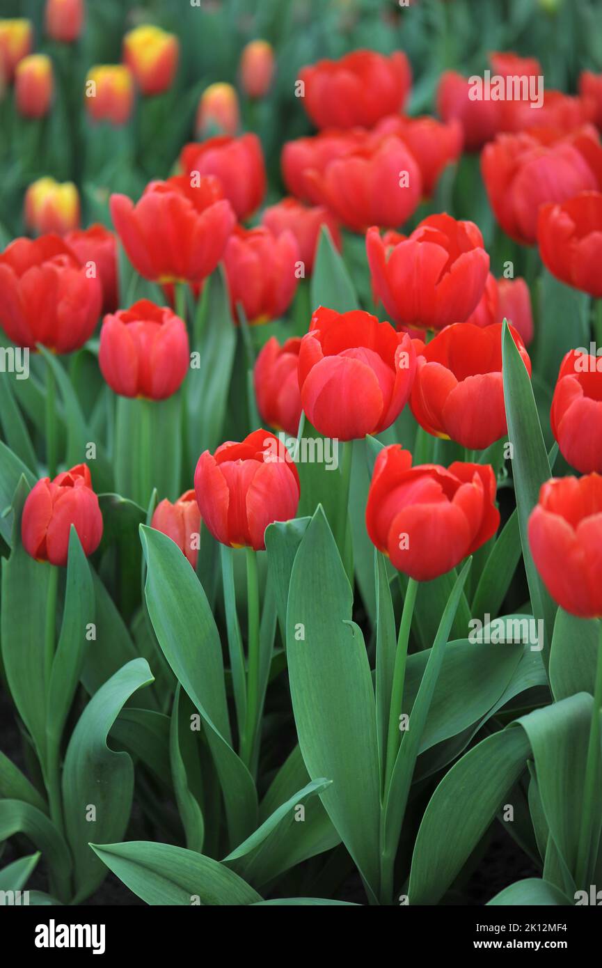 Triumph Tulpen (Tulipa) Roter Stein blüht im März in einem Garten Stockfoto