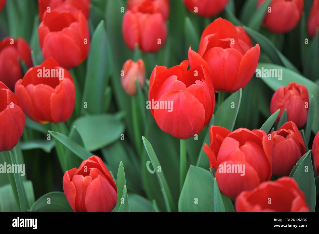 Triumph Tulpen (Tulipa) Roter Stein blüht im März in einem Garten Stockfoto