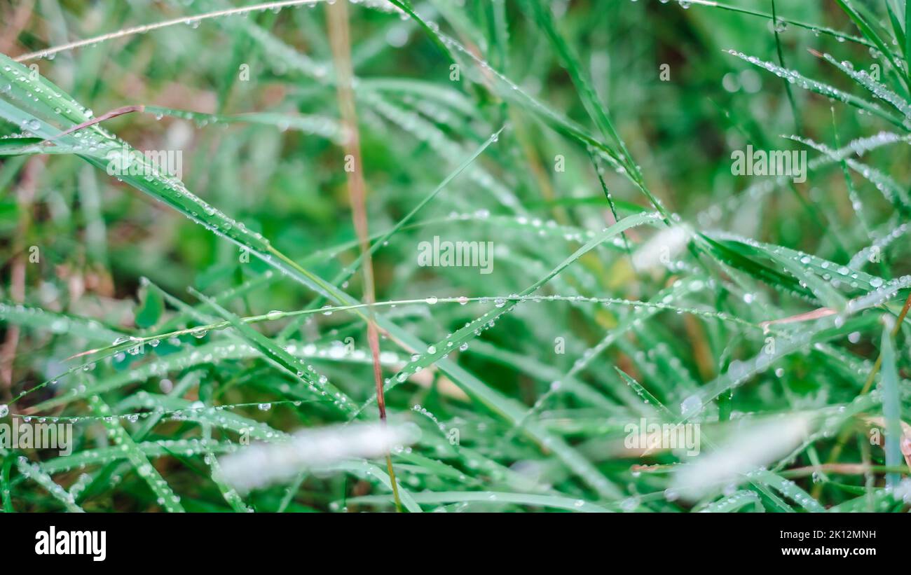 Nahaufnahme des Taus auf dem Gras bei regnerischem Wetter Stockfoto