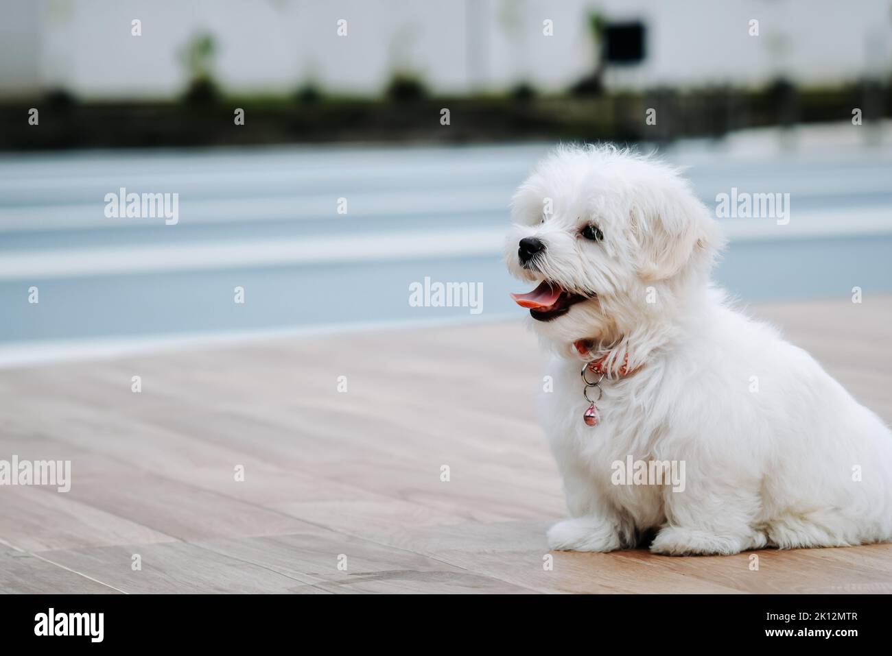 Ein 3 Monate alter kleiner weißer Hund, der gerne im Park spielt Stockfoto