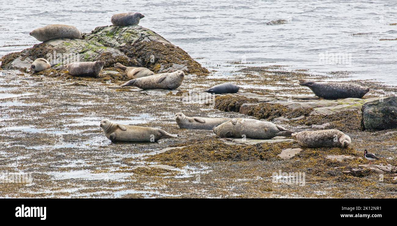 Robben auf Felsen, Berneray, Uist, North Uist, Hebriden, Äußere Hebriden, Westliche Inseln, Schottland, Vereinigtes Königreich, Großbritannien Stockfoto
