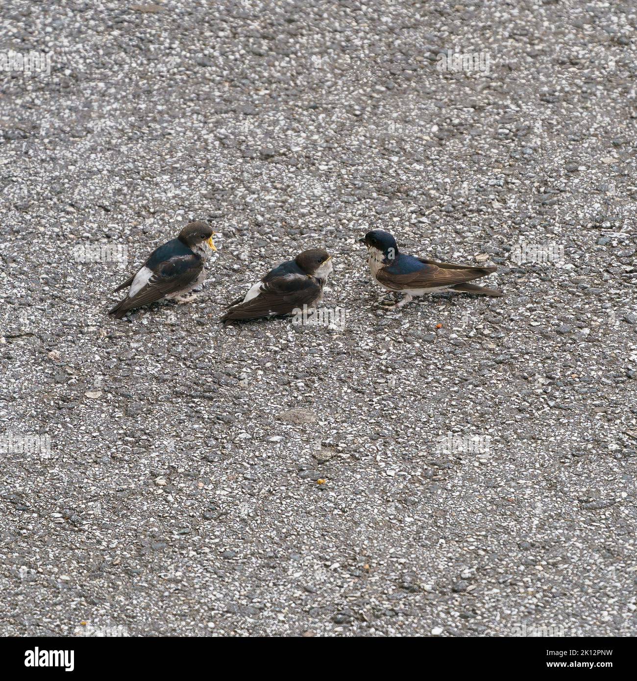 Die Schwalbe Hirundo rustica, die ihre Jungen auf der Straße füttern wird. Stockfoto