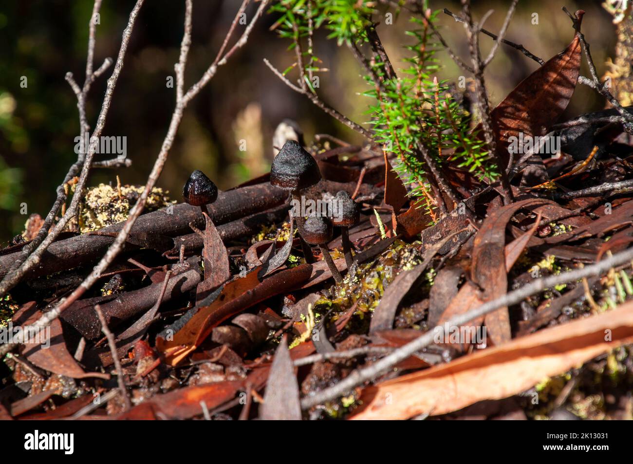 Lake St Clair Australien, kleine schwarze Pilze, die im Laubstreu wachsen Stockfoto