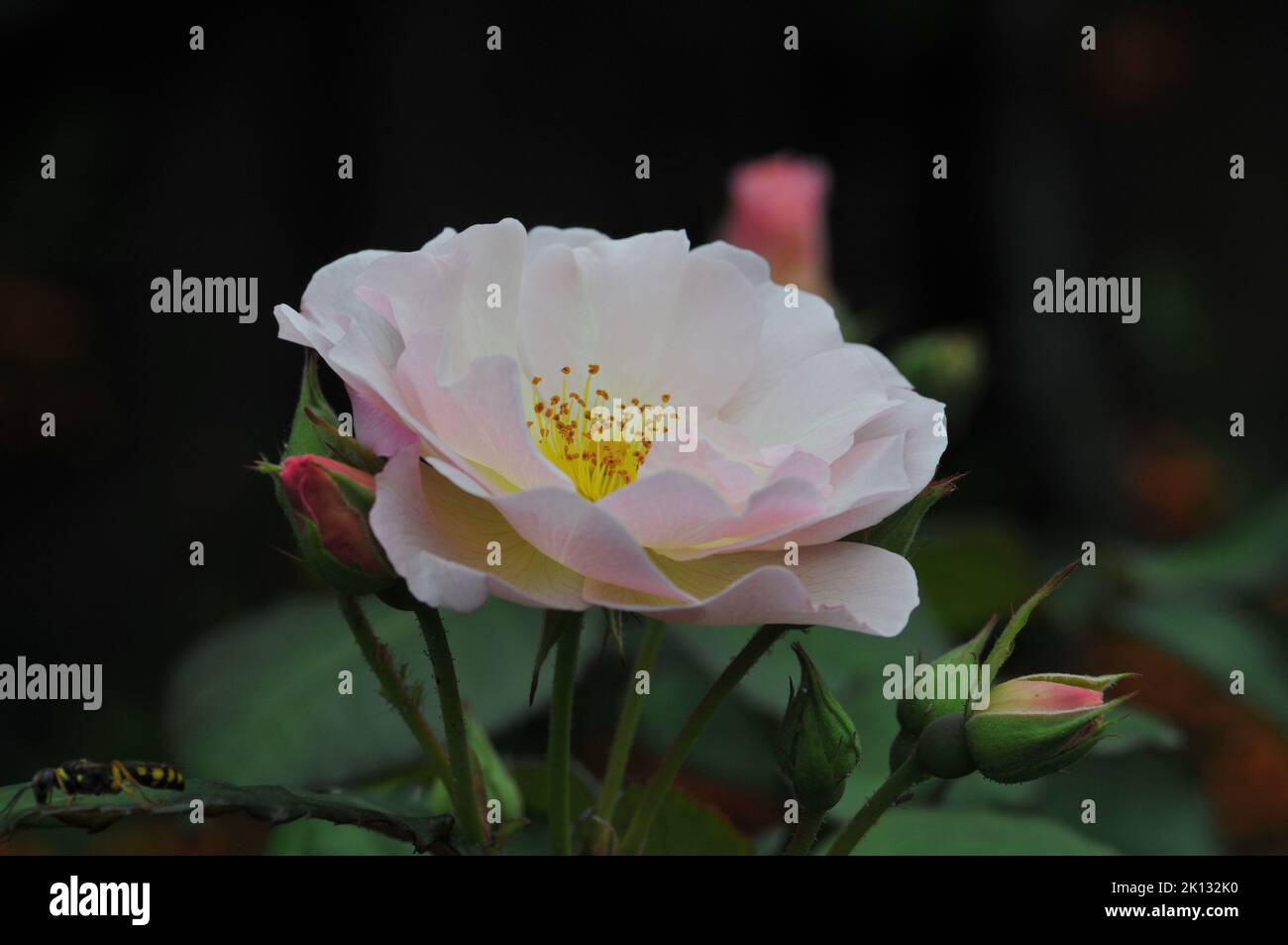 Penelope strauchrose Fotos und Bildmaterial in hoher Auflösung Alamy