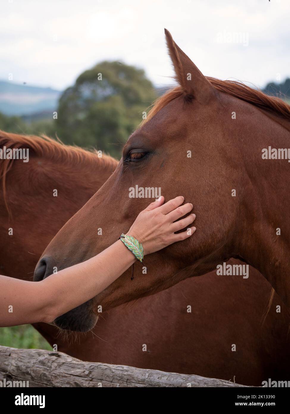 Weiblicher Arm streichelte ein kastanienbrabisches Pferd. Stockfoto