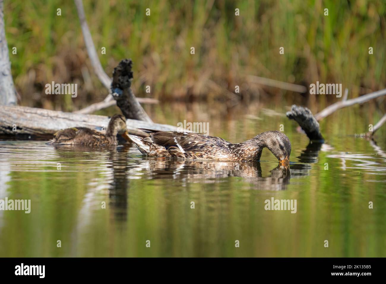 Ich fotografierte diese Mallard-Enten von meinem Kajak aus im Logan Creek State Natural Area in Door County Wisconsin. Stockfoto