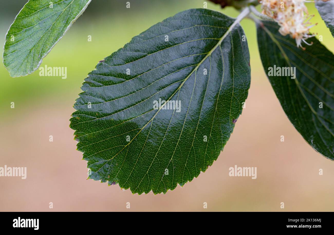 Sorbus rupicola Blatt Stockfoto