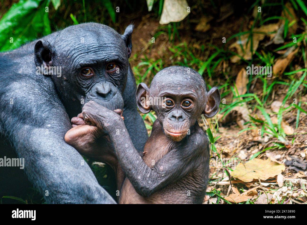 Bonobo (Pan paniscus), Lola ya Bonobo Sanctuary, Kinshasa, Demokratische Republik Kongo, Afrika Stockfoto