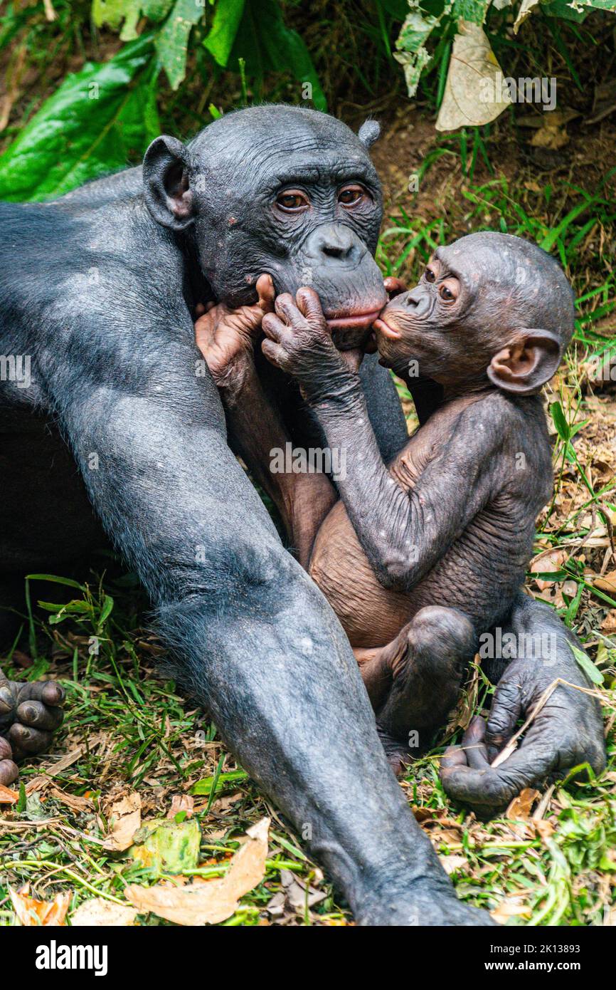 Bonobo (Pan paniscus), Lola ya Bonobo Sanctuary, Kinshasa, Demokratische Republik Kongo, Afrika Stockfoto