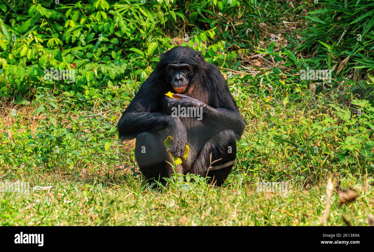 Bonobo (Pan paniscus), Lola ya Bonobo Sanctuary, Kinshasa, Demokratische Republik Kongo, Afrika Stockfoto