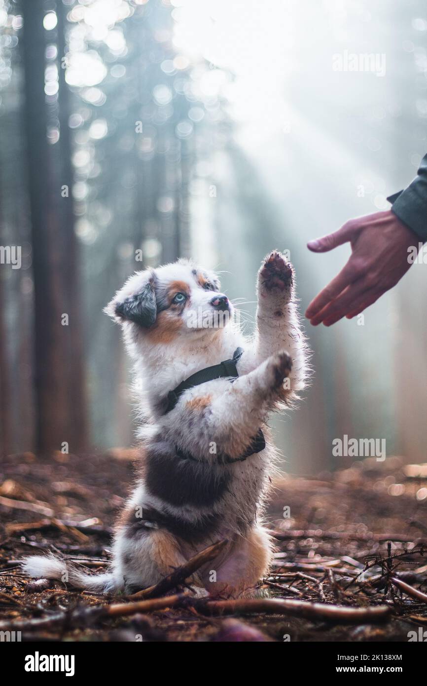 Cute Blue Merle, Australian Shepherd Welpe lernt neue Befehle benötigt, um einen Jagdhund zu züchten. Paw-Einreichung. Lichtstrahlen, die auf das männliche A leuchten Stockfoto