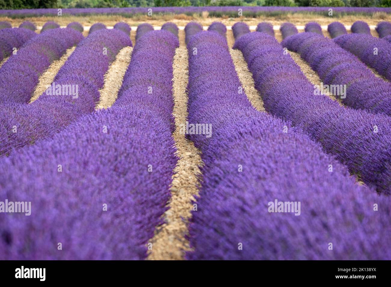 Lavendellinien, Plateau de Valensole, Provence, Frankreich, Europa Stockfoto