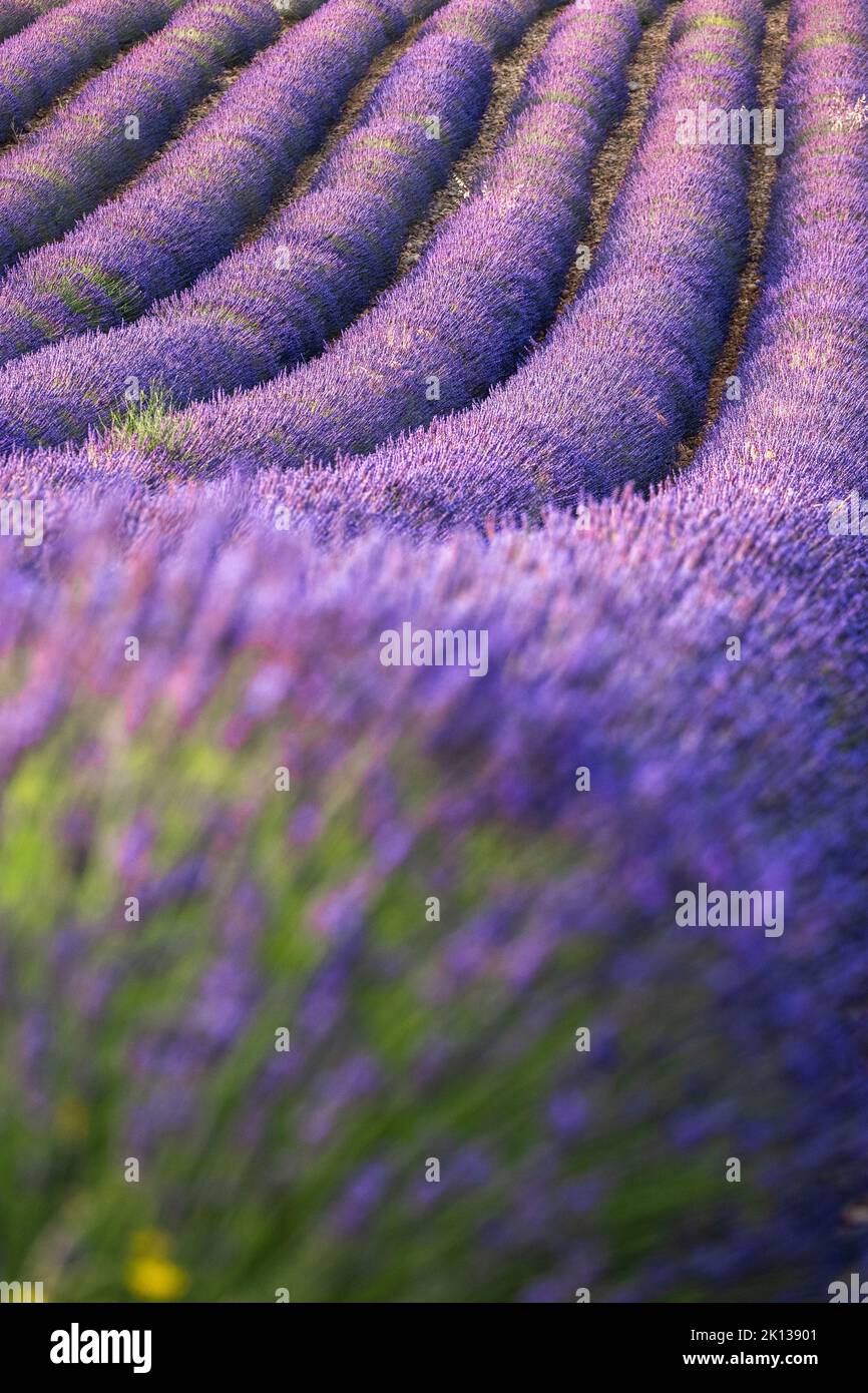 Lavendellinien, Lavendelfeld, Plateau de Valensole, Provence, Frankreich, Europa Stockfoto