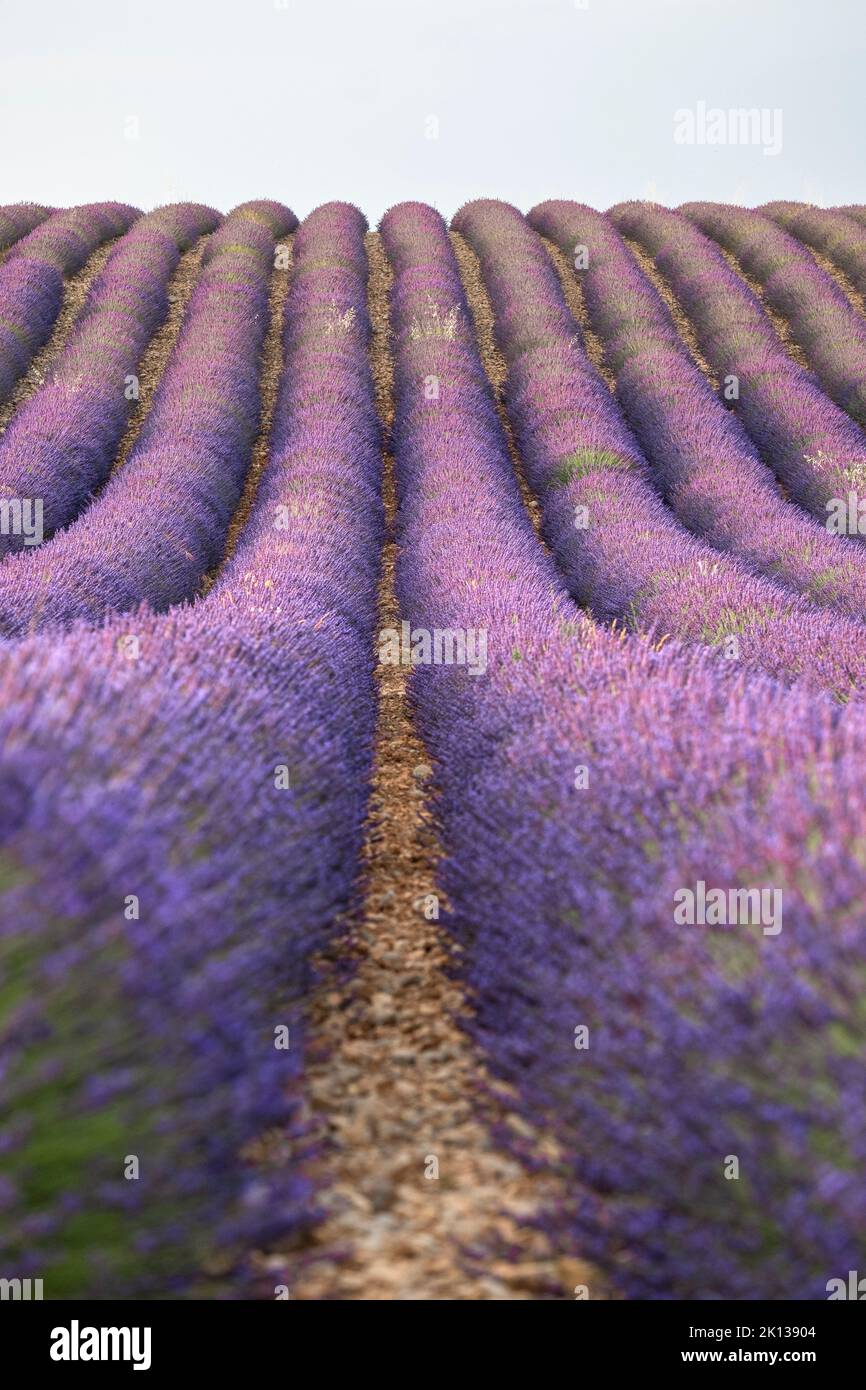 Lavendellinien, Lavendelfeld, Plateau de Valensole, Provence, Frankreich, Europa Stockfoto