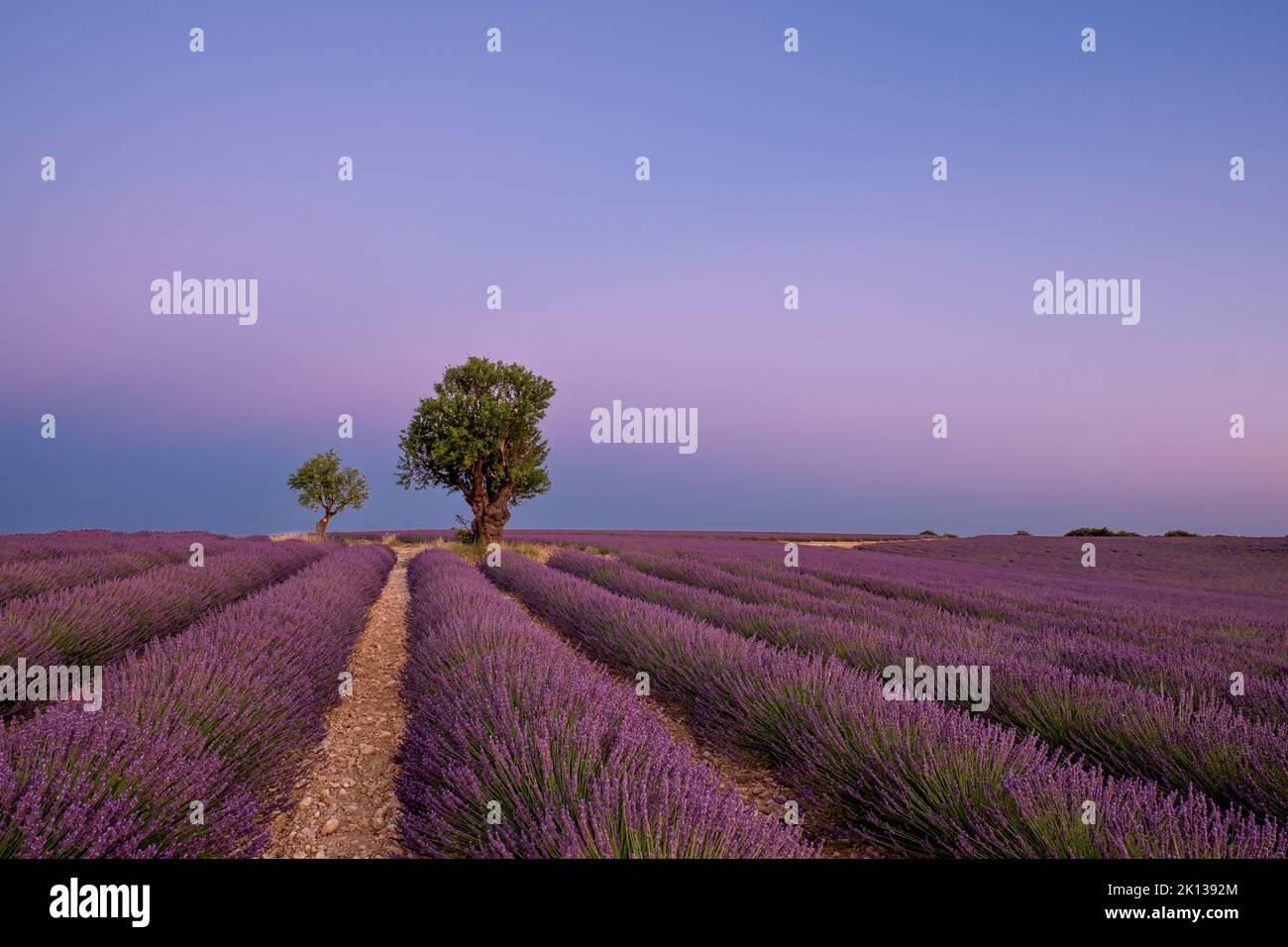 Zwei Bäume am Ende eines Lavendelfeldes in der Abenddämmerung, Plateau de Valensole, Provence, Frankreich, Europa Stockfoto