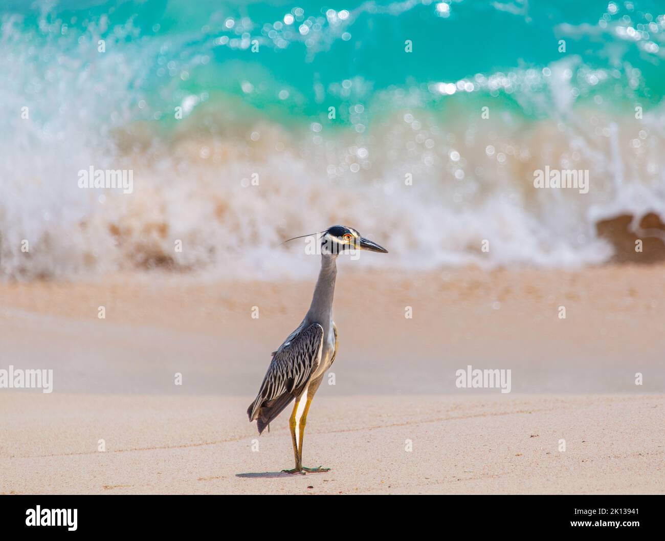 Yellow Crowned Night Heron (Nyctanassa violacea) am Strand, ein watender Vogel, der in Amerika gefunden wird und sich von Krustentier, Bermuda, ernährt Stockfoto