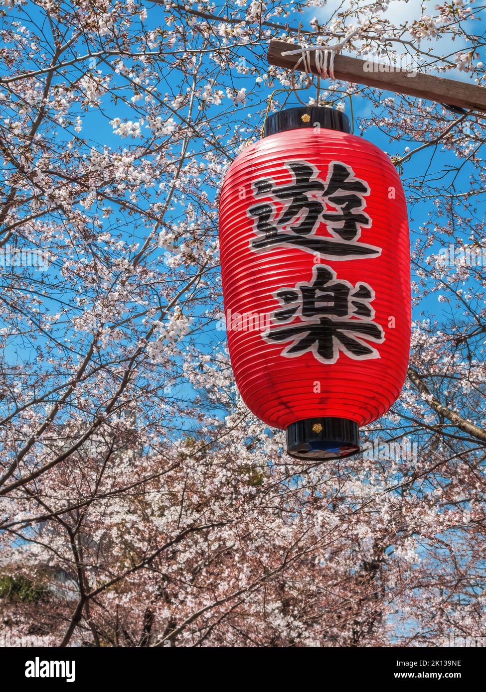 Japanische Papierlaterne, die vor der Kirschblüte hängt, Kyoto, Japan Stockfoto