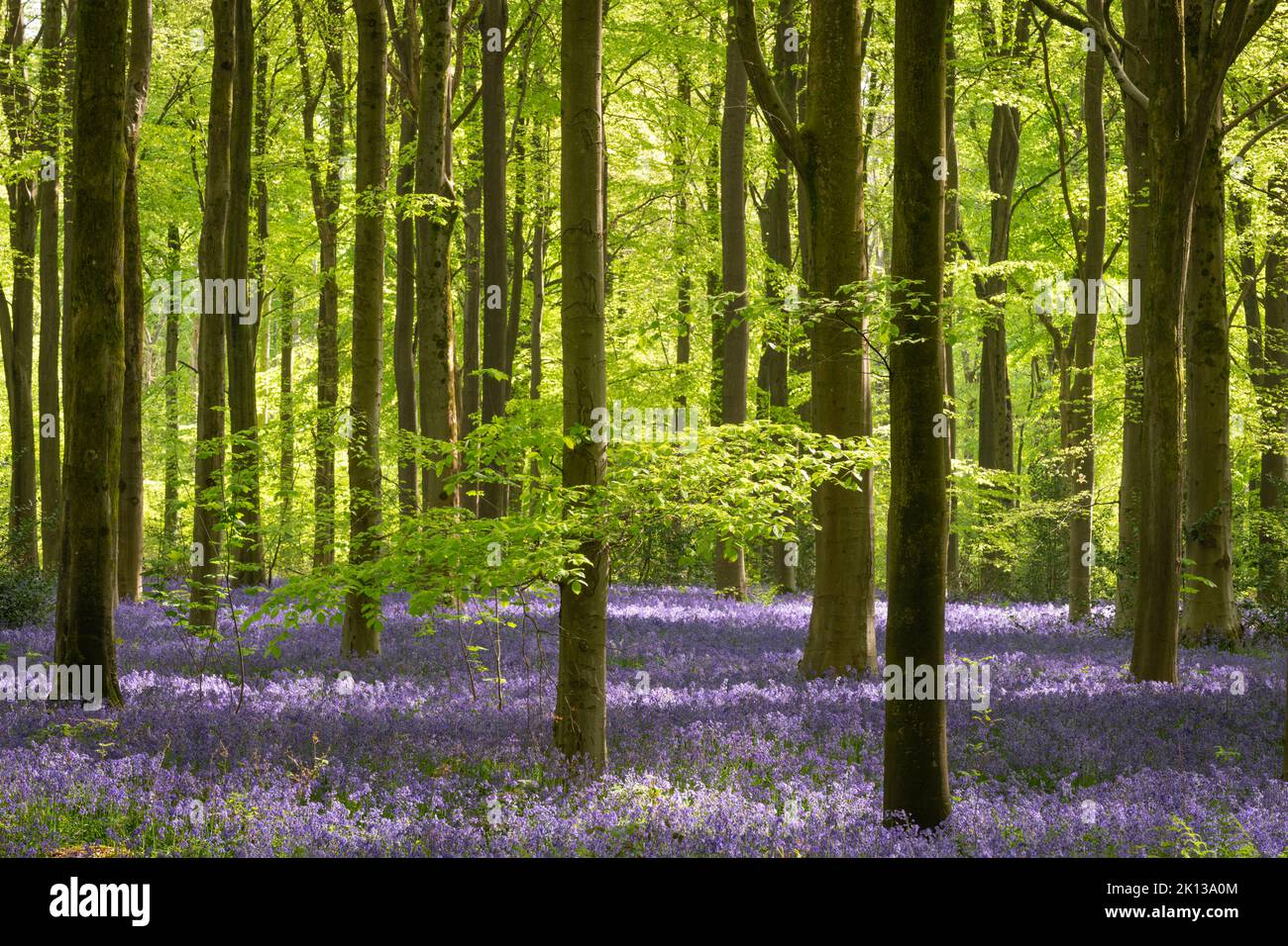 Morgensonne in einem bluebell bewaldeten Wald, West Woods, Wiltshire, England, Vereinigtes Königreich, Europa Stockfoto