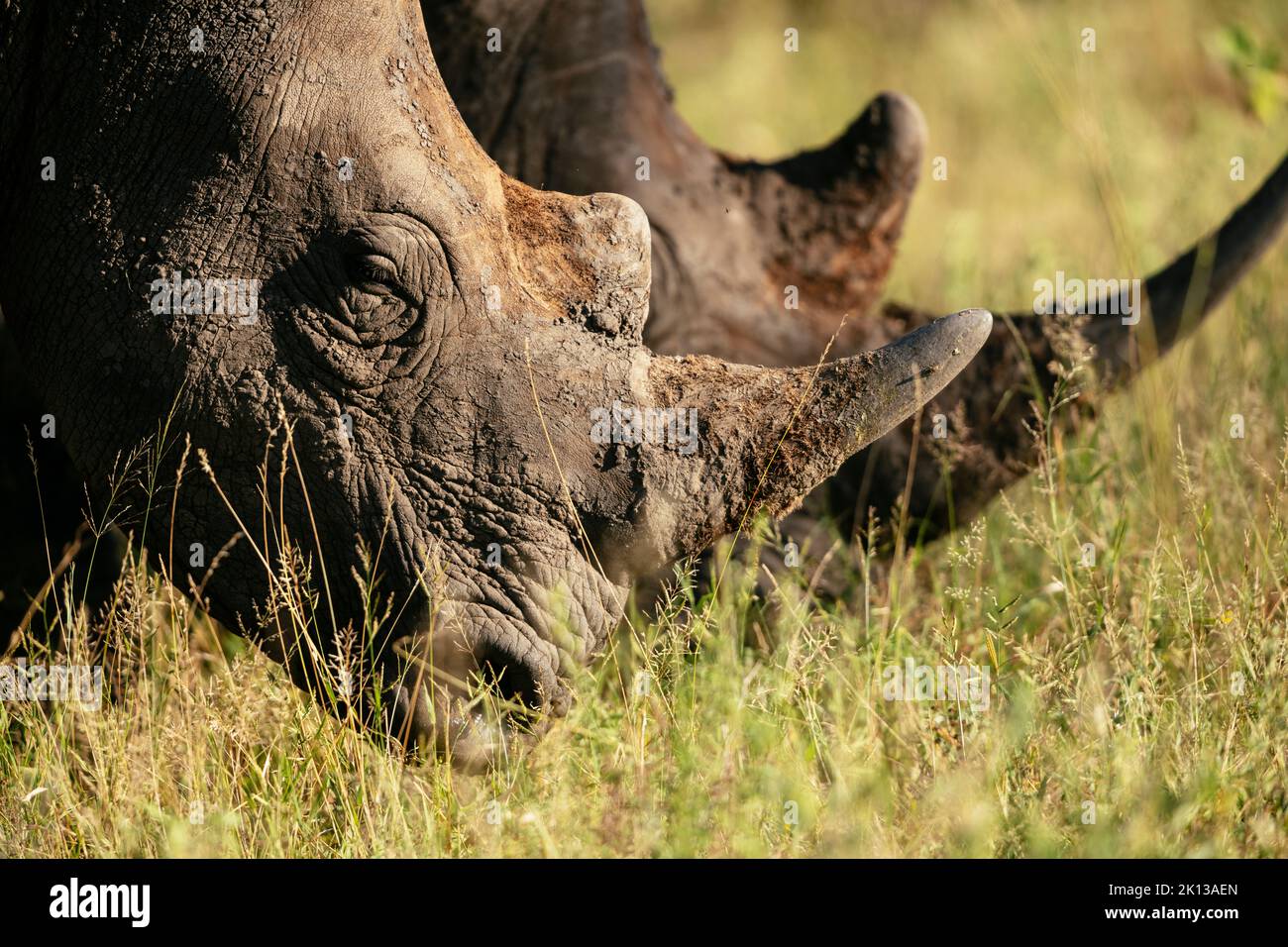 Weiße Nashörner, Tanda Tula Reserve, Krüger National Park, Südafrika, Afrika Stockfoto