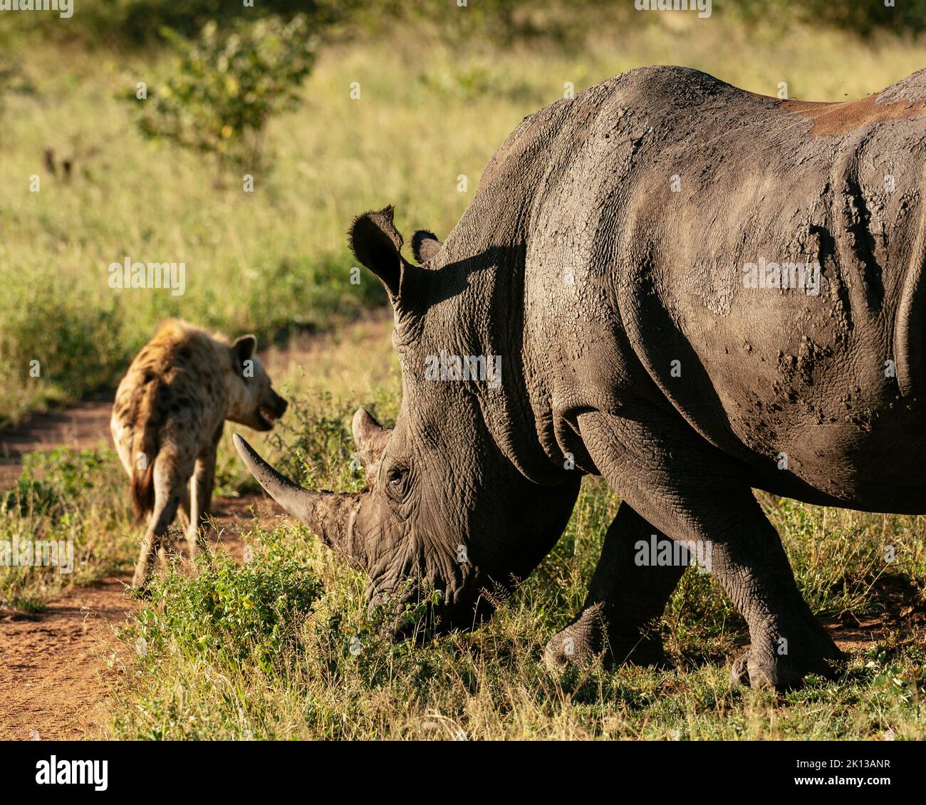 Hyäne, die an White Rhino, dem Timbavati Private Nature Reserve, dem Kruger National Park, Südafrika, Afrika vorbeiläuft Stockfoto