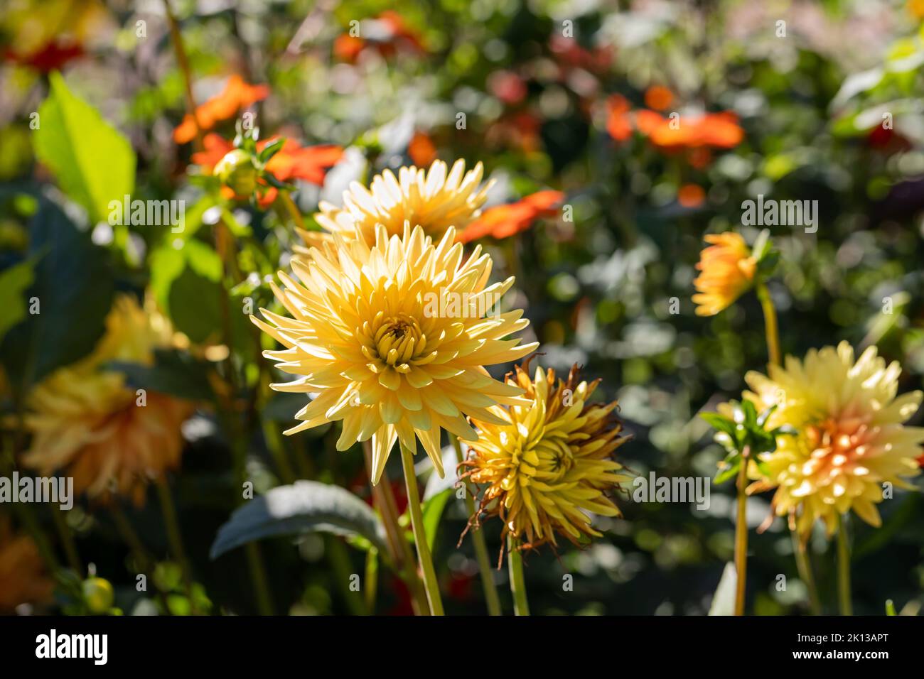 Kaktus Dahlia blüht im Sommergarten, England, Vereinigtes Königreich Stockfoto