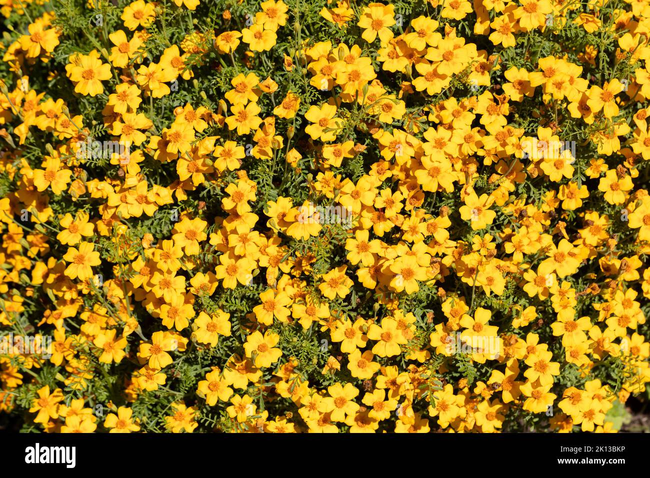 Tagetes tenuifolia, schlanke Ringelblumenblüten mit Blättern Stockfoto
