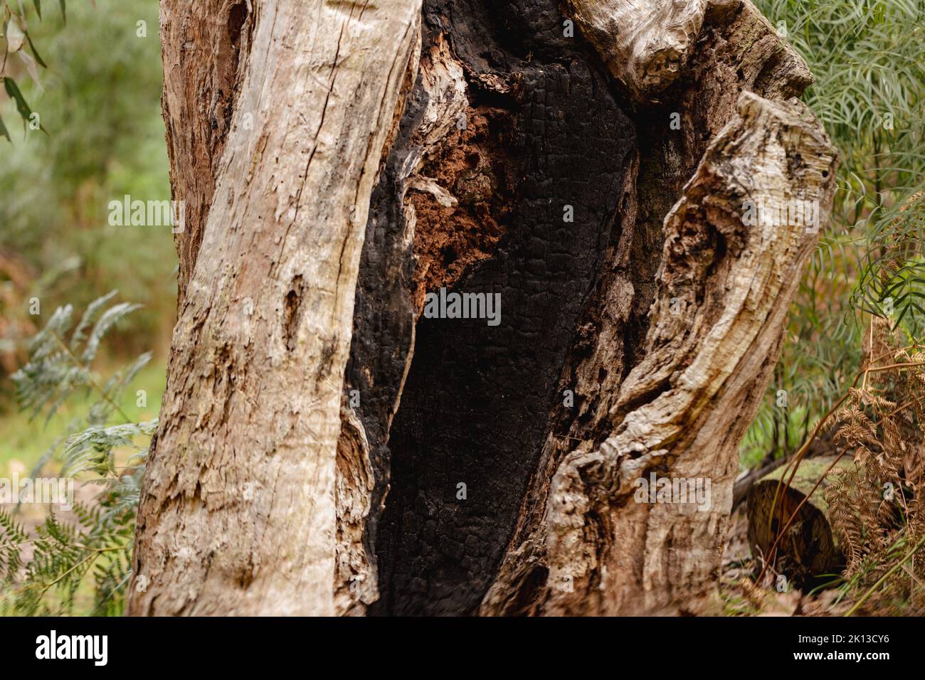 Ein selektives Fokusfoto eines australischen Eukalyptusbaums, der während eines wilden Buschfeuers ausgehöhlt wurde Stockfoto