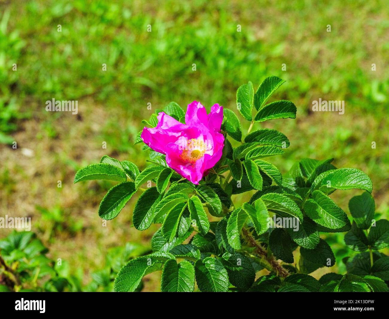 Rosa Wildrose mit grünen Blättern Stockfoto