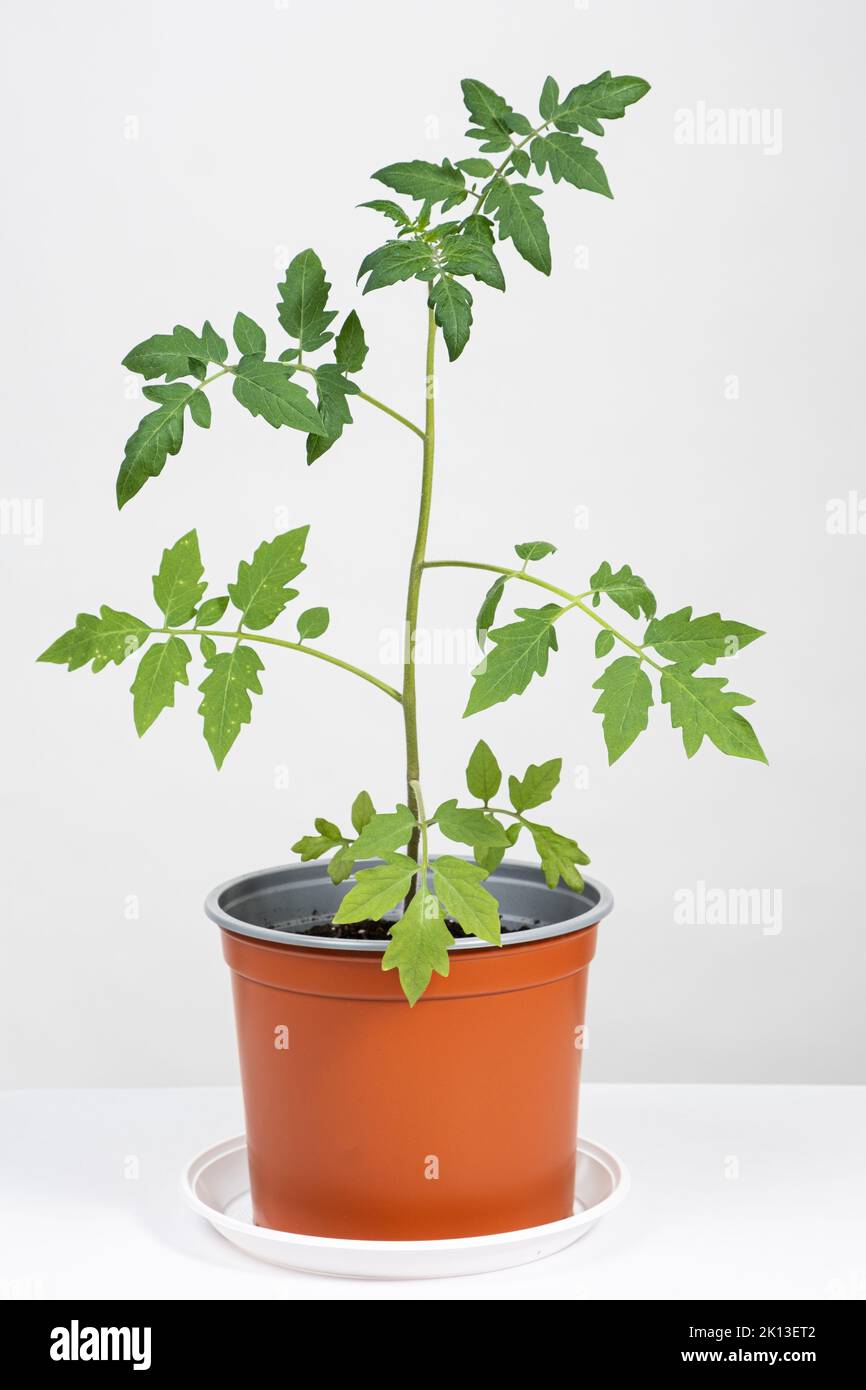 37+ Wie Wachsen Tomaten, Entdecken sie mit unserem umfassenden