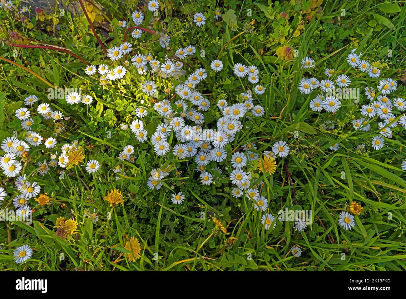 Gänseblümchen, Löwenzahn *** Ortsüberschrift *** Europa, Deutschland, Rheinland-Pfalz, Speyer, Hafenstraße, Schum-Stadt, Gänseblümchen, Dandelion, Blumen, Stockfoto