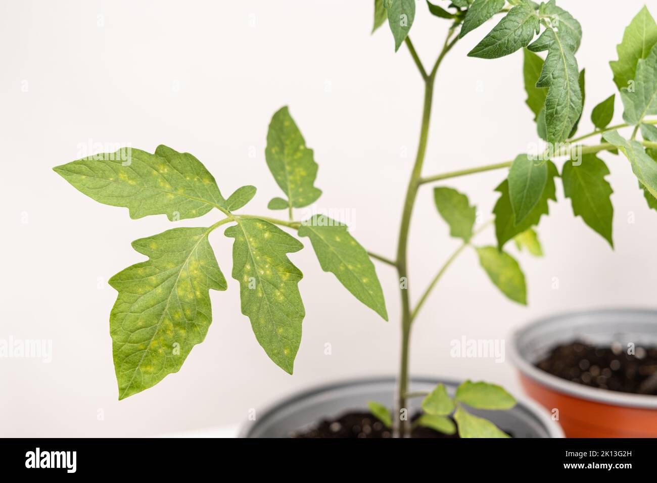 Gelbe und weiße Flecken auf Tomatenblättern. Pflanzenkrankheiten während des Gemüseanbaus Stockfoto