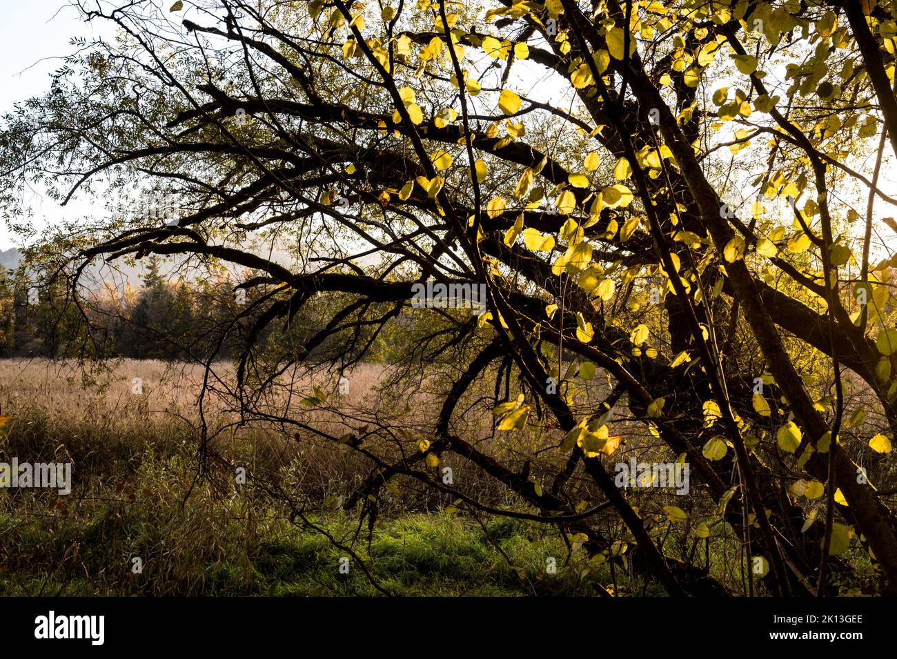 In der herbstlichen Kleinhöchstettenau in der Gemeinde Rubigen am 07.11.2021. Stockfoto