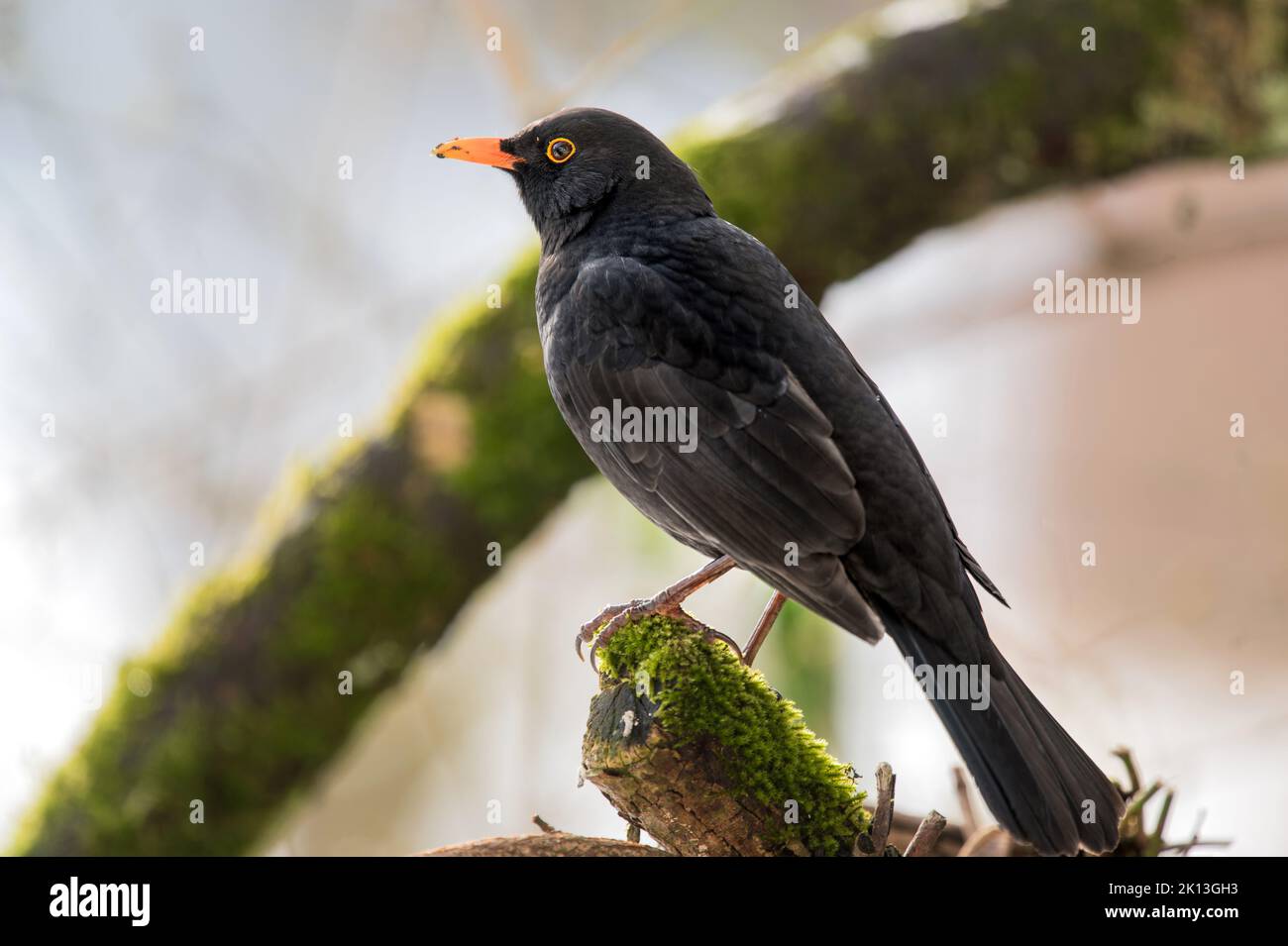 Vögel auf Kornelkirschen-Baum (Cornus Mas) im Garten in Burgdorf am 08.01.2022. Stockfoto Vögel auf Kornelkirschen-Baum (Cornus Mas) im Garten in Burgdorf am 08.01.2022. Stockfoto