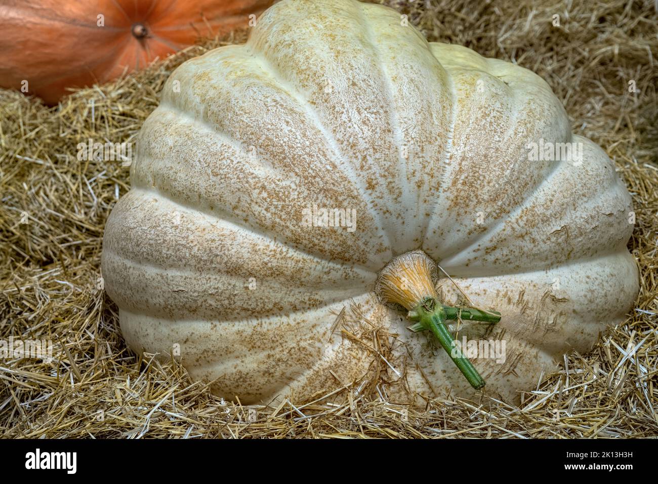 Großer weißer Kürbis auf dem Bauernmarkt. Herbsternte. Stockfoto